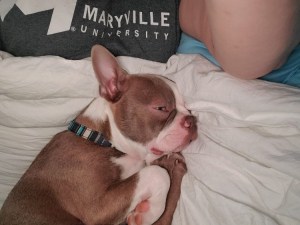 dog snuggling in bed