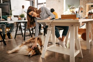 A person pets a dog in an office.